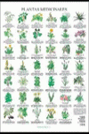 PLATAS MEDICINALES