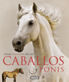 CABALLOS Y PONIS