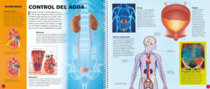 EL CUERPO HUMANO  GUIA INTERACTIVA