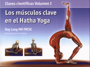 MUSCULOS CLAVE EN EL HATHA YOGA  LOS