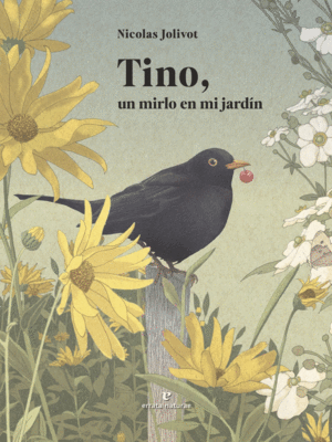 TINO, UN MIRLO EN MI JARDN